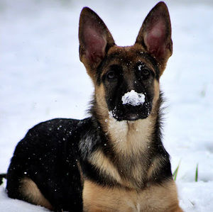 Meet your Posher, Riley